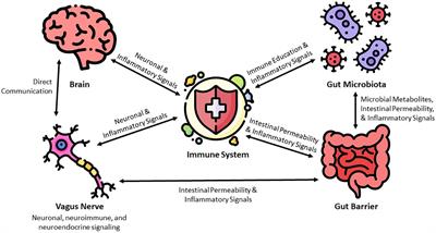 The microbiota-gut-brain-immune interface in the pathogenesis of neuroinflammatory diseases: a narrative review of the emerging literature